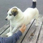 Male Jack Russell Lost Bandon/Kilbrittain