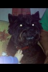 Female Black Cairn Terrier lost in Dunderrow/Kinsale