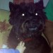 Female Black Cairn Terrier lost in Dunderrow/Kinsale