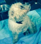 Bichon Frise White female found near Oysterhaven