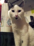 Lost white and black, neutered & chipped male cat