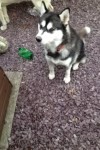 Female Siberian Husky lost in Crossbarry