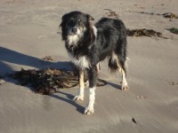 female collie mix lost in South Kerry