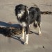 female collie mix lost in South Kerry