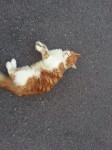 Missing Male Ginger/White Cat from Begleys Forge