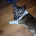 Male Jack Russell stolen/missing from dublin rd/clare st area Limerick