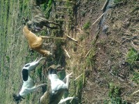 3 Female Lurchers Lost in Cork