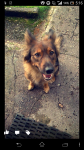 Lomg haired german shepherd  found in turners cross