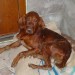 Red Irish Setter female puppy