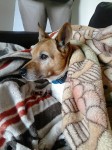 FRIENDLY LOVEABLE JACK RUSSELL FOUND in Deerpark, Turners Cross