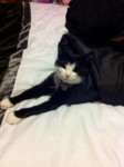 Small 7yr old Male black and white cat lost in Grange, Douglas