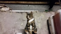 Young Tabby Cat found