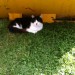 STILL MISSING fluffy black & white cat, Midleton