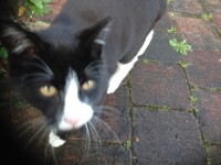 Black & white kitten/cat straying around Thornfields in Bandon