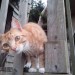 Lost ginger and white male cat waterford