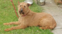 Male Red/Brown Irish Terrier lost in Ballintemple, Cork