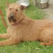 Male Red/Brown Irish Terrier lost in Ballintemple, Cork