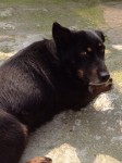 Male Mixed breed dog lost in Mallow