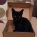 male black kitten Bobby lost in Cork, Victoria Avenue