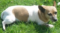 Miniature Jack Russell lost in Piltown Co.Kilkenny