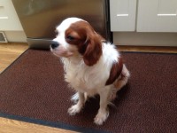 Cavalier King Charles Female Found Kinsale