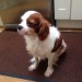 Cavalier King Charles Female Found Kinsale