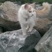 3 legged cat missing from Ballyvaughan, Co Clare.