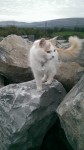 3 legged cat missing from Ballyvaughan, Co Clare.