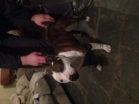 FOUND in limerick city: male staff/pitbull x