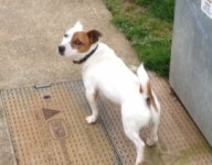 Male Jack Russell terrier, lost carrigaline/crosshaven