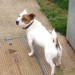 Male Jack Russell terrier, lost carrigaline/crosshaven