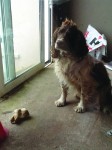 Brown and white springer spaniel, Carrigtwohill Area