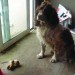 Brown and white springer spaniel, Carrigtwohill Area