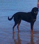 Missing Large Black and Brown Dog