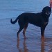 Missing Large Black and Brown Dog