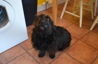 Found Black Dog Upper Fountainstoun Cork