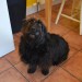 Found Black Dog Upper Fountainstoun Cork
