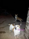 Jack russell lost in birch hill grenagh, blarney area