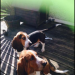 2 male Bassett hounds stolen in adare co limerick