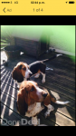 2 male Bassett hounds stolen in adare co limerick