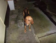 Found female Beagle in Grenagh Co Cork