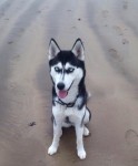 Black and white husky