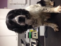 Male black and white spaniel lost in Ballincollig