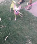 Lost Male Chihuahua _11 months_ in another city