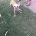 Lost Male Chihuahua _11 months_ in another city