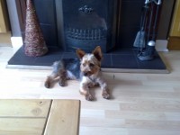 Lost Yorkeshire Terrier, Male lost Mahon area Cork,