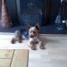 Lost Yorkeshire Terrier, Male lost Mahon area Cork,
