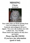 White cat missing in Cloyne