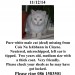 White cat missing in Cloyne