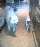 2 dogs found – Terrier and Samoyed